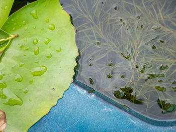 High angle view of water drops on leaves