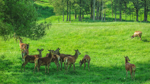Horses in a field