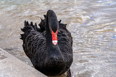 Black swans swimming in lake