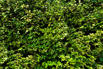 Full frame shot of green leaves