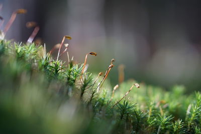 Close-up of grass growing on field