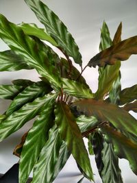 Close-up of fresh green leaves