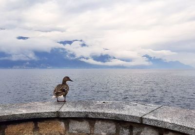 Seagull perching on a sea