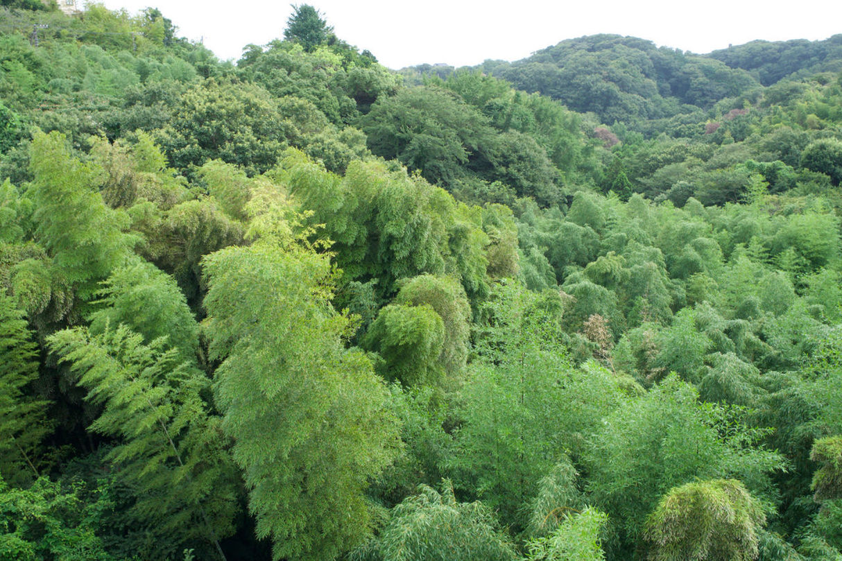 HIGH ANGLE VIEW OF LUSH GREEN FOREST