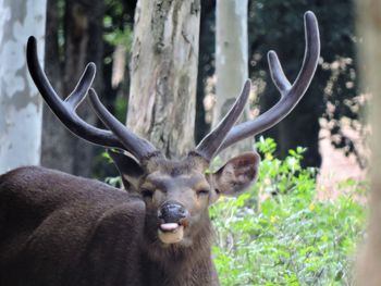 Close-up portrait of deer