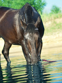 Horse drinking water in lake