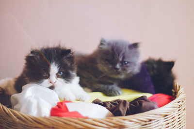 Cat relaxing in basket