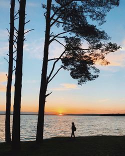 Silhouette man standing on tree by sea against sky during sunset