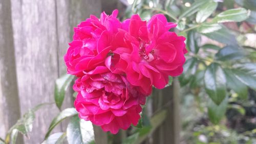 Close-up of pink flowers blooming outdoors