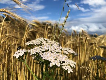 Close-up of flowering plants on field against sky