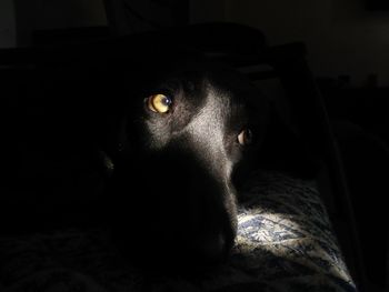 Close-up portrait of dog