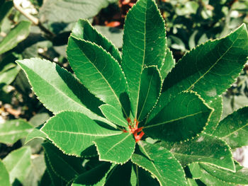 Close-up of green plant