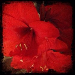 Close-up of red flowers