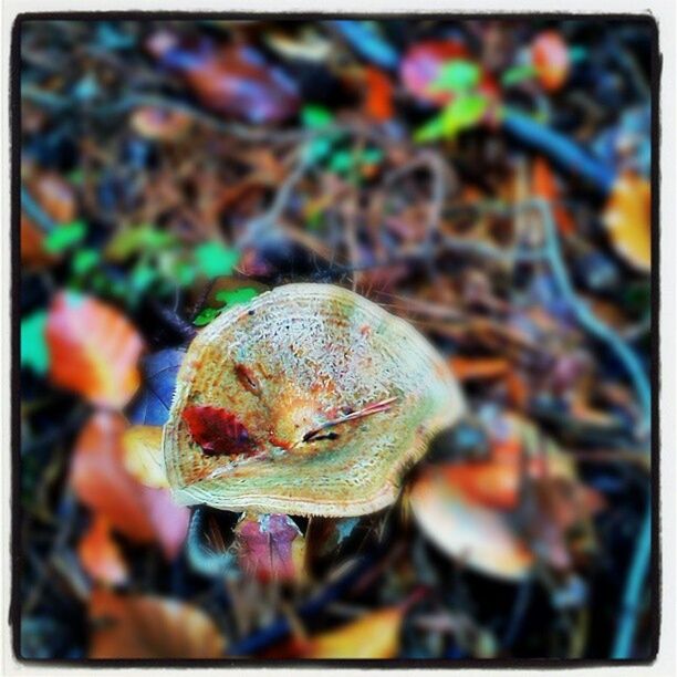 transfer print, close-up, animal themes, wildlife, auto post production filter, animals in the wild, nature, selective focus, focus on foreground, one animal, day, outdoors, no people, beauty in nature, growth, animal shell, plant, field, new life, sea life