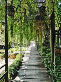 Footpath amidst trees in forest