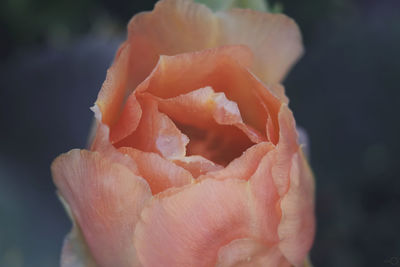 Close-up of orange rose