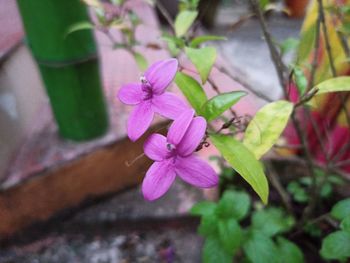 Close-up of pink flowering plant