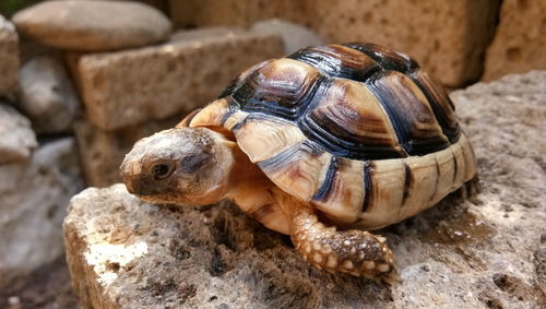 Close-up of turtle on rock