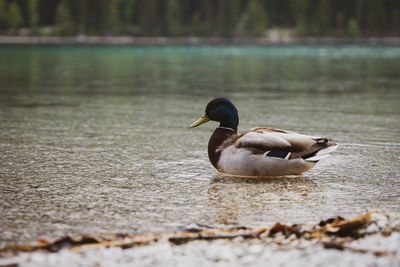 Duck swimming in lake