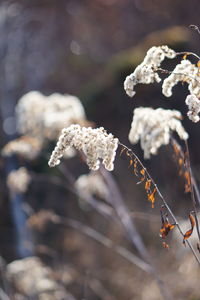 Close-up of snow on plant