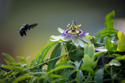 Carpenter bee on passion flower