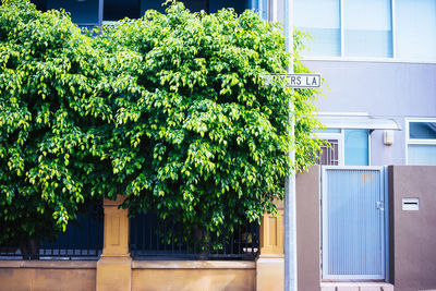 Close-up of plants against building