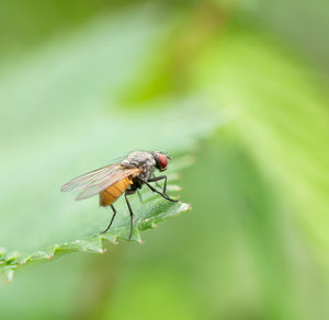 Close-up of insect on flower