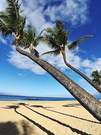 Low angle view of palm trees against blue sky