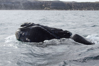 View of turtle in sea