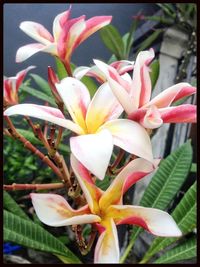 Close-up of pink flowers blooming outdoors