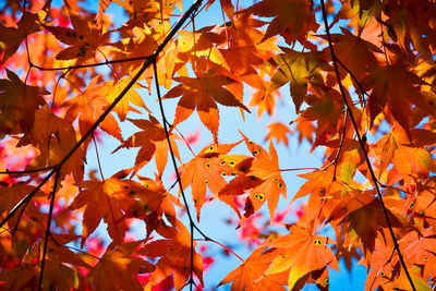 Low angle view of maple leaves during autumn