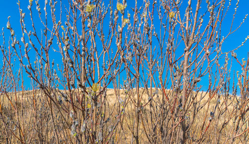 Low angle view of bare trees against clear blue sky