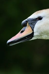 Close-up of duck