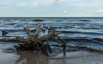 Driftwood on beach by sea against sky