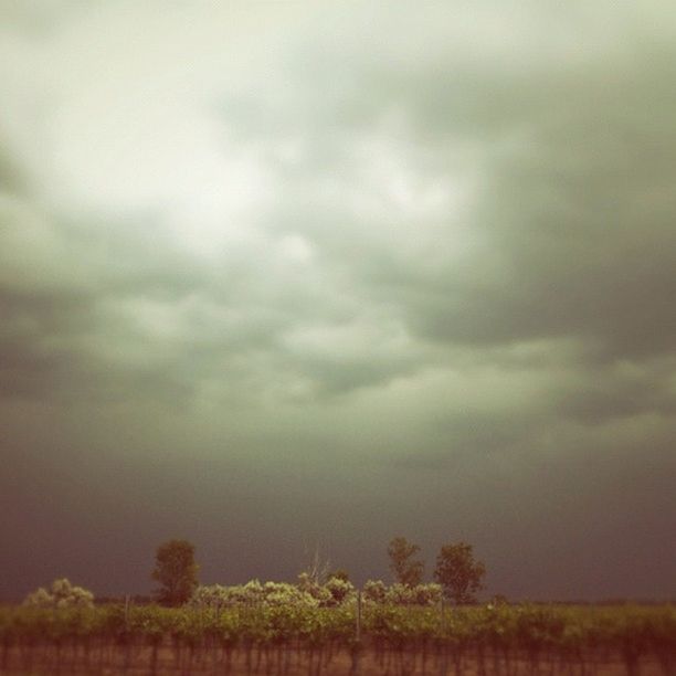 sky, tranquil scene, tranquility, cloud - sky, cloudy, weather, beauty in nature, scenics, tree, nature, landscape, overcast, field, growth, storm cloud, idyllic, dusk, cloud, outdoors, non-urban scene