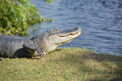 Close-up of crocodile on grass