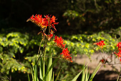 Close-up of red flowering plant