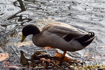Close-up of duck swimming on lake