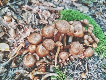 Close-up of mushrooms growing on field