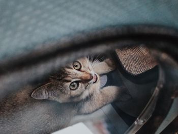 Close-up of tabby cat