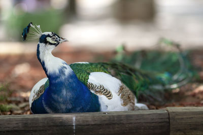 Close-up of bird perching on wood