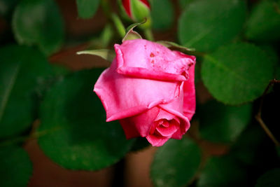 Close-up of pink rose