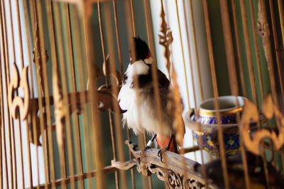 View of a bird in cage