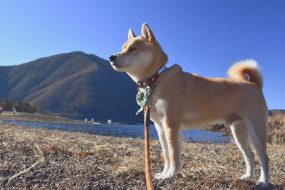 Close-up of dog standing on field against sky