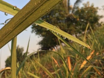 Close-up of raindrops on grass