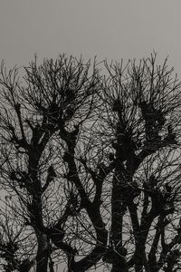 Low angle view of silhouette bare trees against clear sky