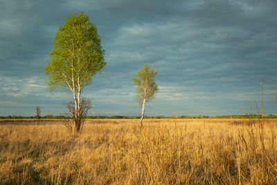 Birches growing in a wild and dry meadow