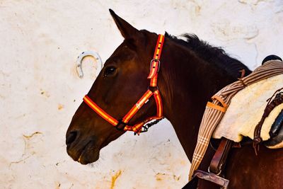 Horse against sky