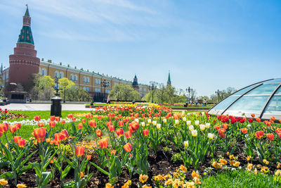 View of flowering plants against cloudy sky