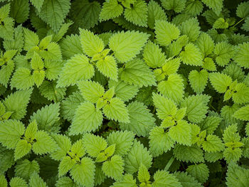 Full frame shot of green leaves